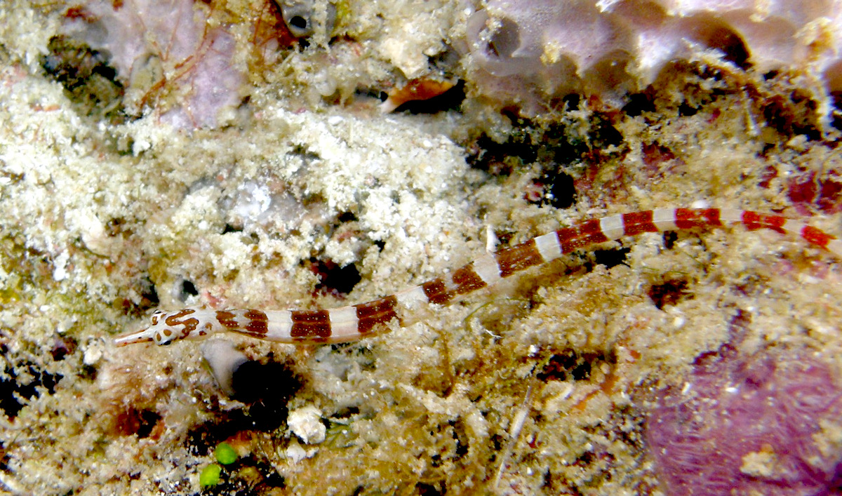 Pipefish