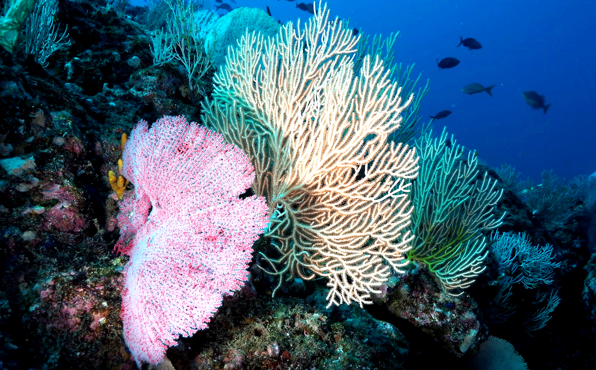 Fan Coral