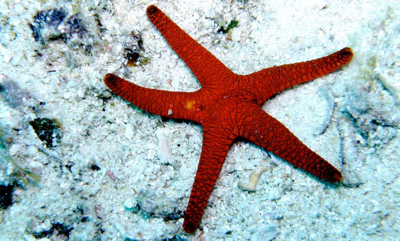 Starfish