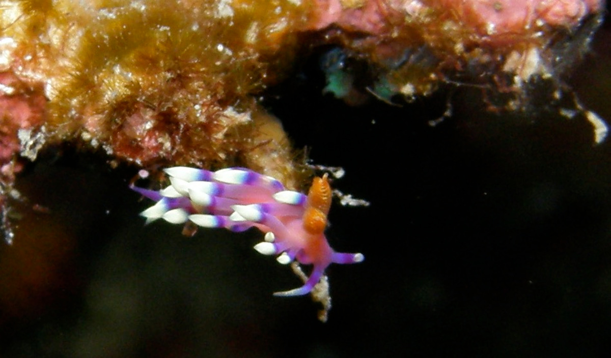 Nudibranch