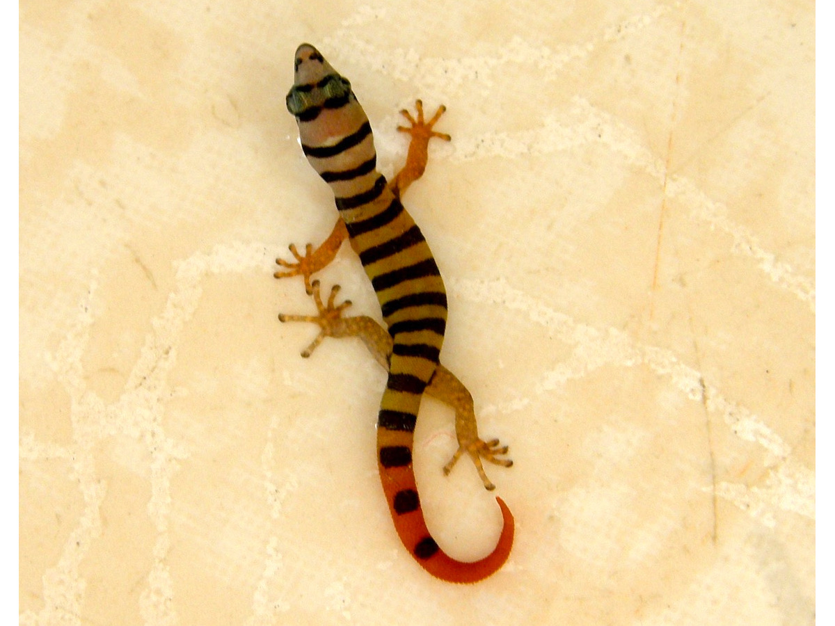 Gecko